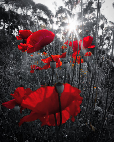 Red Flowers