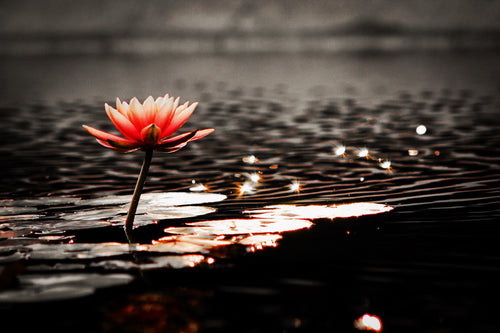 Water Lily